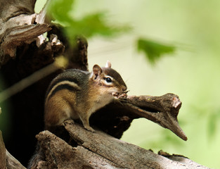 Chipmunk on a tree