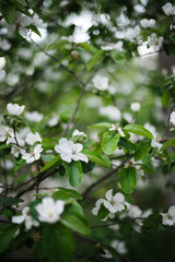 white jasmine flower in spring