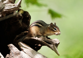 Chipmunk on a tree