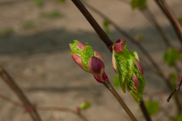 Maple buds