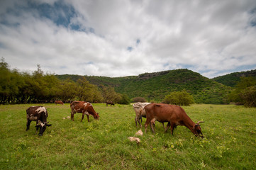 Fototapeta na wymiar Cows on green plains in Salalah, Oman