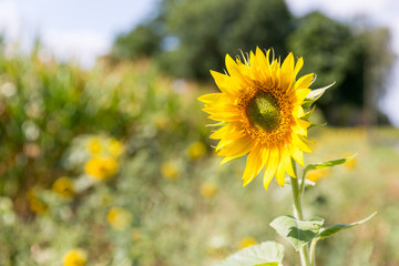 Sonnenblume am Wegesrand vor einem Maisfeld