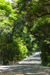 Fototapeta premium 明治神宮参道