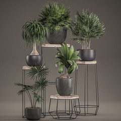  Decorative plants in pots on a stand isolated on black background
