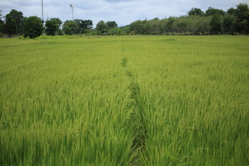 Rice fields in Rayong at Thailand