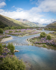 Beautiful valley full of lupins with river flowing between the mountains. Portrait shot made on a sunny day at Ahuriri river, New Zealand.