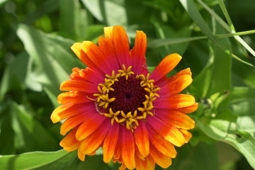 orange zinnia
