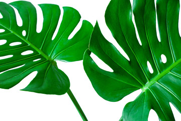 Beautiful Tropical Monstera leaf isolated on white background, Flat lay