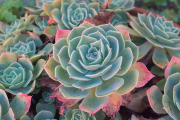 Close-up of Echeveria Elegans or Alabaster Rose, fleshy or succulent plants