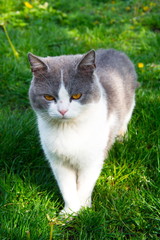 My cats Tom and 
jessie