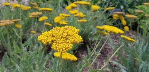 Obraz premium flat-top flower