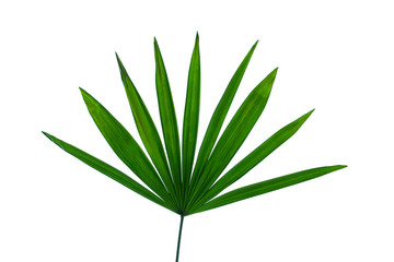 set of green palm and tropical plant leaf on white background for design elements, Flat lay