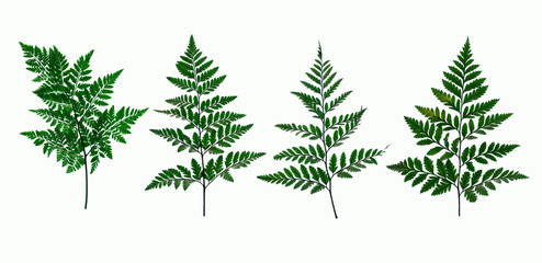 set of tropical fern leaf on white background for design elements, Flat lay