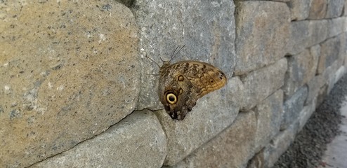 butterfly on a wall