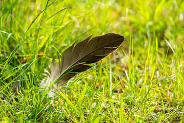 Feder | Vogelfeder im Gras