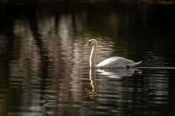Schwan an der Donau | Vogel | Spiegelung