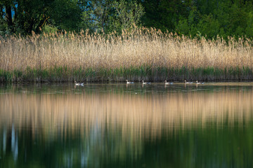 Graugänse | Graugans an der Donau