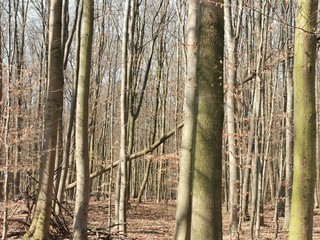 Obraz premium trees in the forest