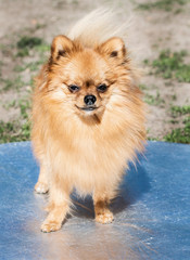 Pomeranian spitz dog, pretty little dog, in spring natural background. Spitz posing in blossom nature background