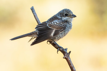 Young Woodchat Shrike, Senator Lanius, perched on a tree branch on a clear unfocused background