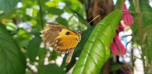 butterfly on a leaf