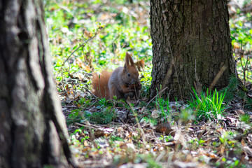 squirrel sits under a tree and eats a nut