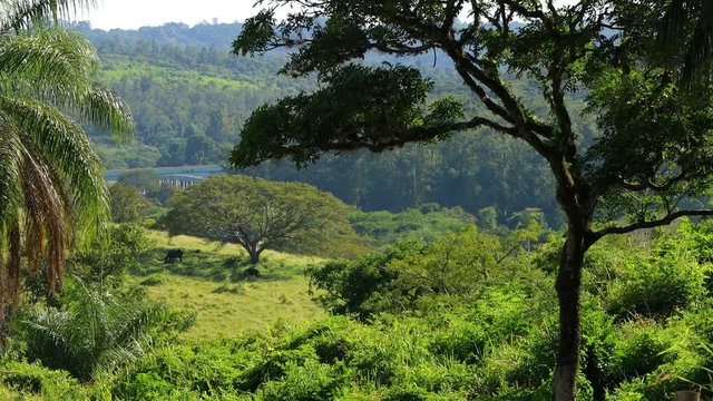 Horses grazing under the shade of a tree in the Itu mountains, Sao Paulo, Brazil