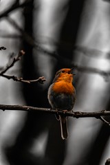 Robin