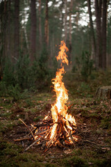 camp fire in forest