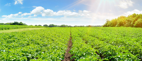 Kartoffelacker - Kartoffelpflanzen im Sommer Panorama