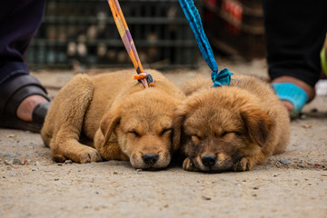 People selling Puppies at the Bac Ha Market in Vietnam