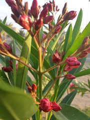 Nerium Oleander flower bud in closeup