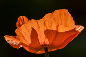 Elegant red poppy flower backlit in a sunny day - close up