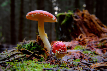 Fliegenpilz im Wald