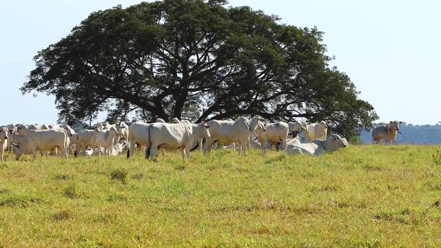 Nellore herd in the farm pasture next to a tree, Itu, Sao Paulo, Brazil
