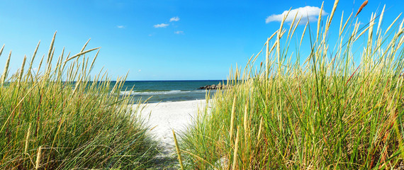 Ostseestrand mit Seegras und Meer im Sommer - Ostsee Panorama