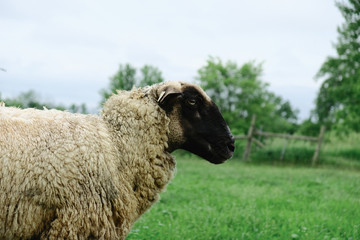 Shropshire ewe sheep in profile view on farm.