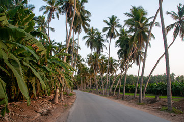 Fototapeta na wymiar Salalah coconut & banana farms, Oman