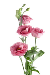 Beautiful pink eustoma flowers isolated on white background. Spring or summer background.