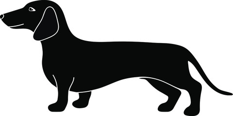 silhouette of a Dachshund. Vector black silhouette. The concept of growing a dog badge. Flat design. . Isolated. Vector illustration on a white background.