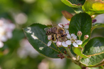 Bee pollinating the flowers of blooming black chokeberry