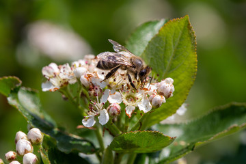 Bee pollinating the flowers of blooming black chokeberry