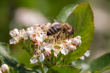 Bee pollinating the flowers of blooming black chokeberry