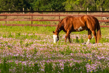 horse in the meadow