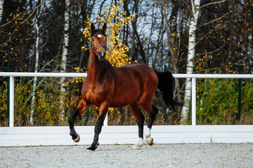 Beautiful sport brown horse running in the paddock. Portrait of chestnut  stallion horse galloping...