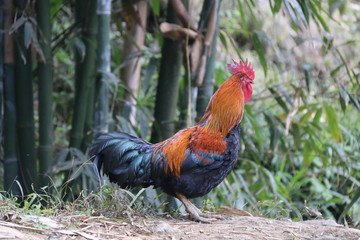 Rooster