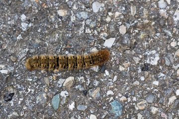 Pine processionary on the asphalt, Thaumetopoea pityocampa 