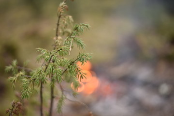 spring in the forest