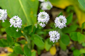 Spring flowering in gardens and forests. Blooming apple tree, fruits of cherry and apricots. Tree peonies, wildflowers. Green leaves. For cards, banners.