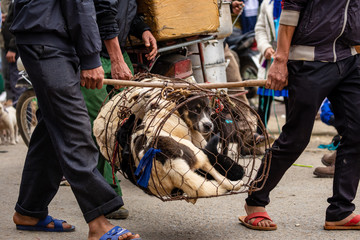 Puppies in a small cage at the Bac Ha Market of Vietnam
